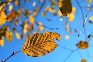 Yoast SEO Yeni Giriş – WordPress İçin SEO Optimizasyonu